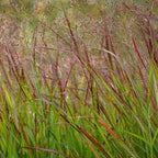Shenandoah Switch Grass