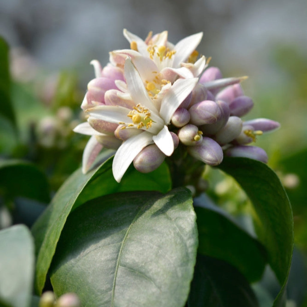Improved Meyer Lemon Tree — Patio Citrus Tree live plant
