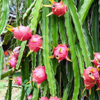 White Dragon Fruit Cactus — Live Fruit Plant live plant