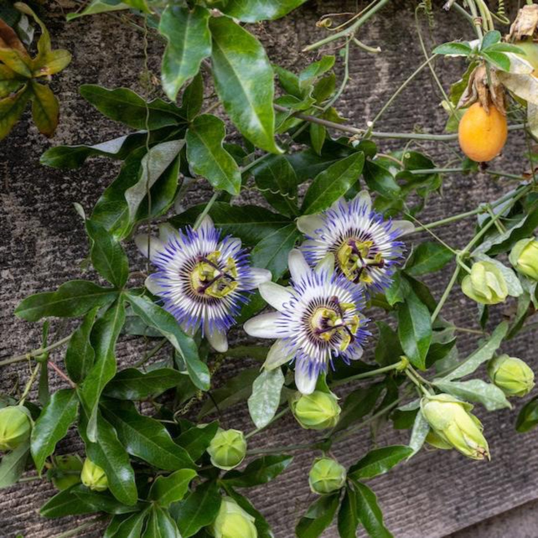 Passion Fruit live fruit plant