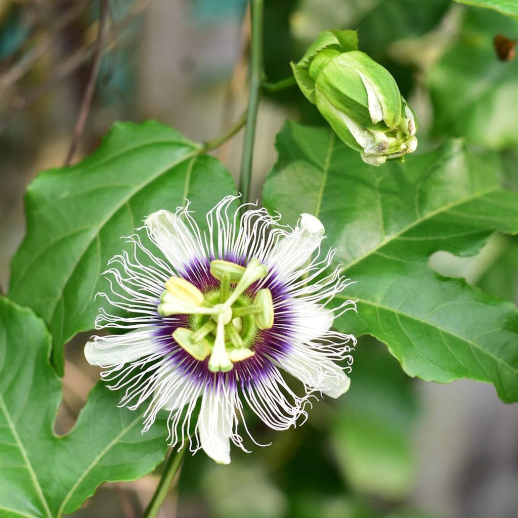 Passion Fruit live fruit plant