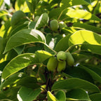 Prolific Kiwi live fruit plant