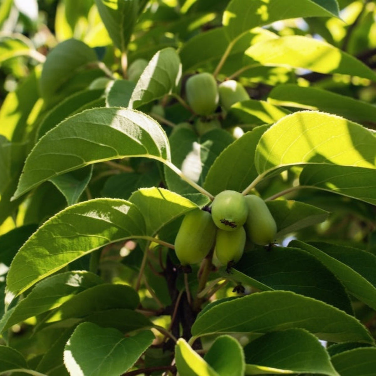 Prolific Kiwi live fruit plant