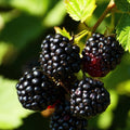 Ponca Blackberry — Thornless Live Berry Plant