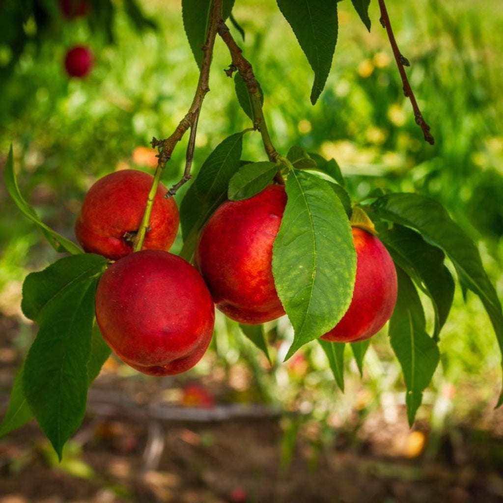 Flavortop Nectarine Tree live fruit plant