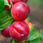 Flavortop Nectarine Tree live fruit plant