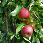 Tasty Red™ Fruit Snacks™ Apple Tree live fruit plant