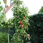 Tasty Red™ Fruit Snacks™ Apple Tree live fruit plant