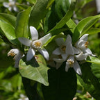 Yuzu Tree live fruit plant