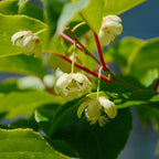 Prolific Kiwi live fruit plant
