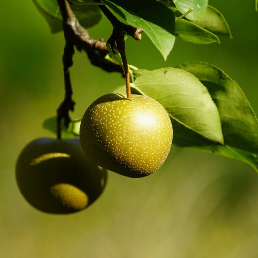 Hosui Asian Pear Tree — Live Orchard Tree