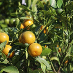 Westin Orange Tree (FL) live fruit plant