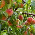 Fruit Snacks® Sweet Sensation™ Columnar Peach Tree