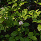 Arctic Fire® Red Twig Dogwood