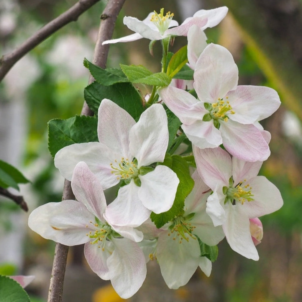 Honeycrisp™ Apple Tree live fruit plant