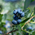 Sunshine Blue Blueberry — Low-Chill Berry Bush