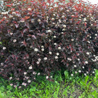 Summer Wine® Ninebark