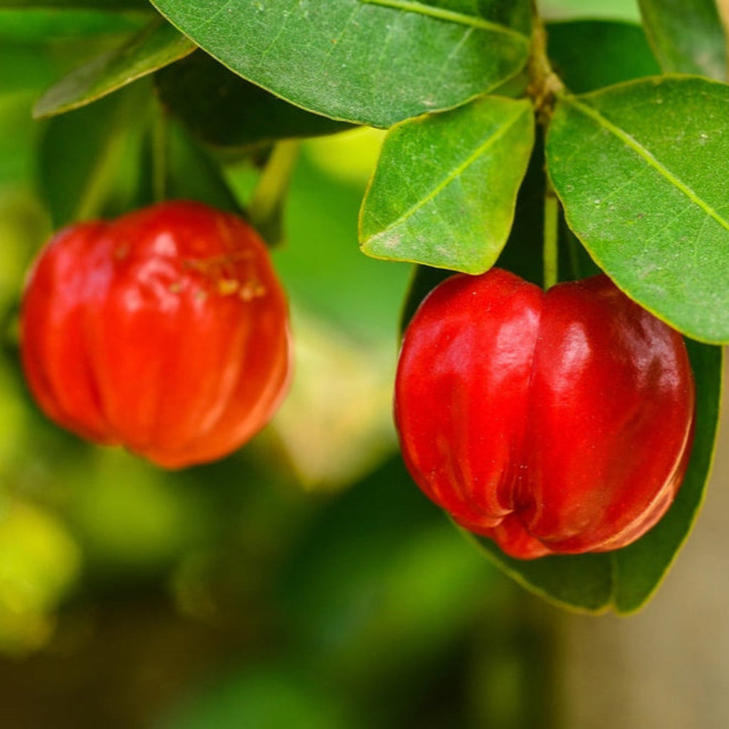 Barbados Cherry Tree (Acerola) — Tropical Fruit Plant live plant