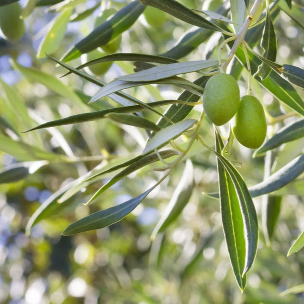 Arbequina Olive Tree — Self-Pollinating Patio Olive live plant
