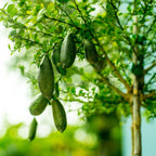 Australian Finger Lime Tree live fruit plant