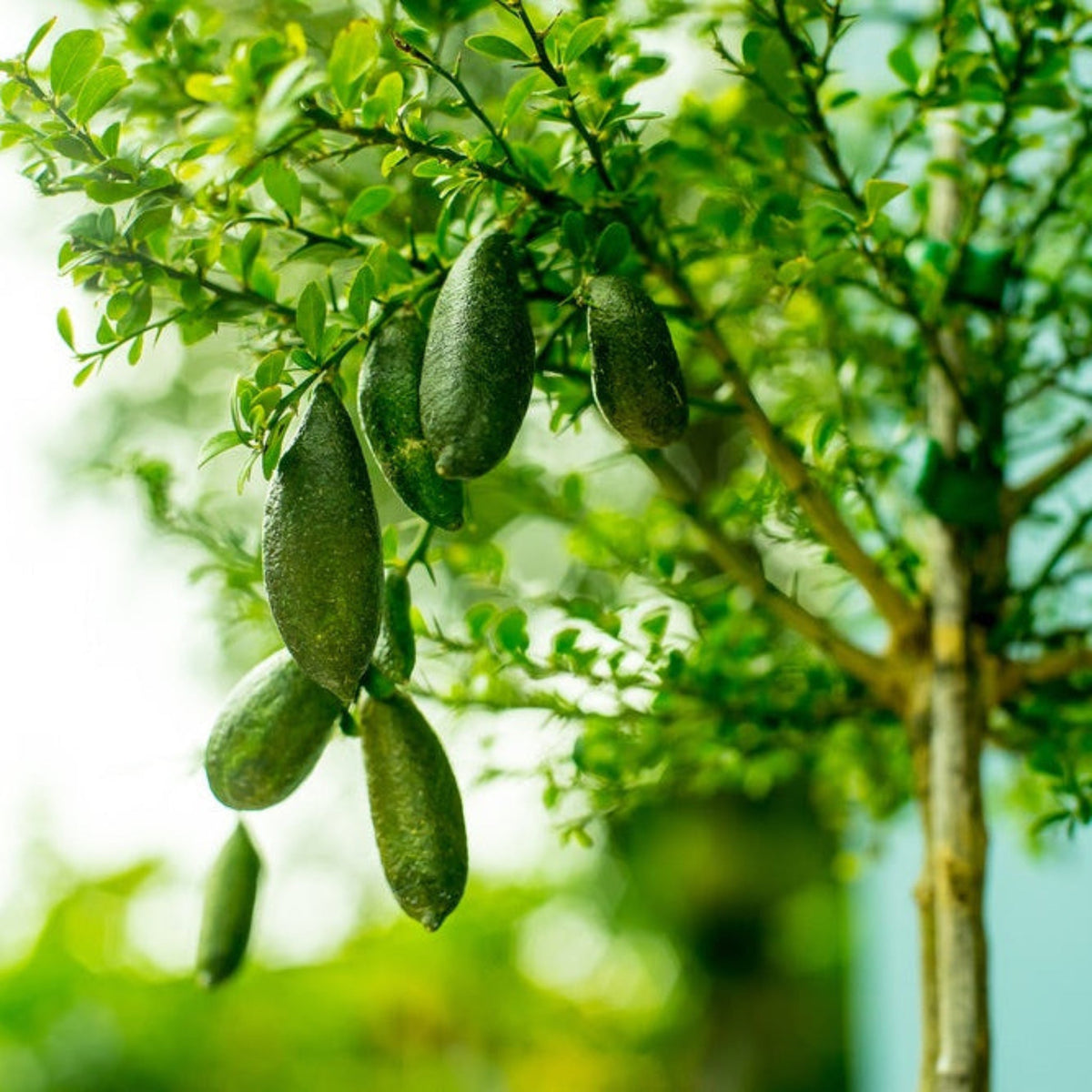 Australian Finger Lime Tree live fruit plant