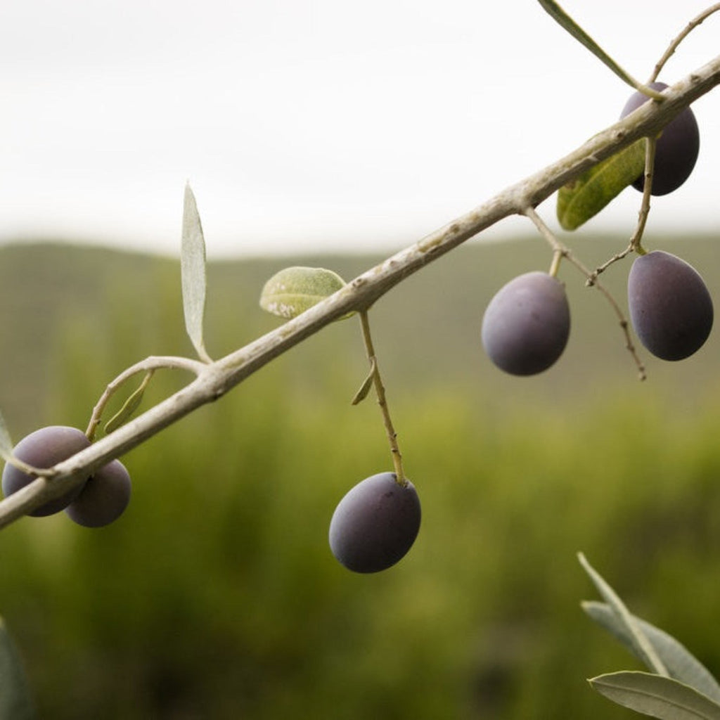 Frantoio Olive Tree live fruit plant