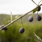 Frantoio Olive Tree live fruit plant