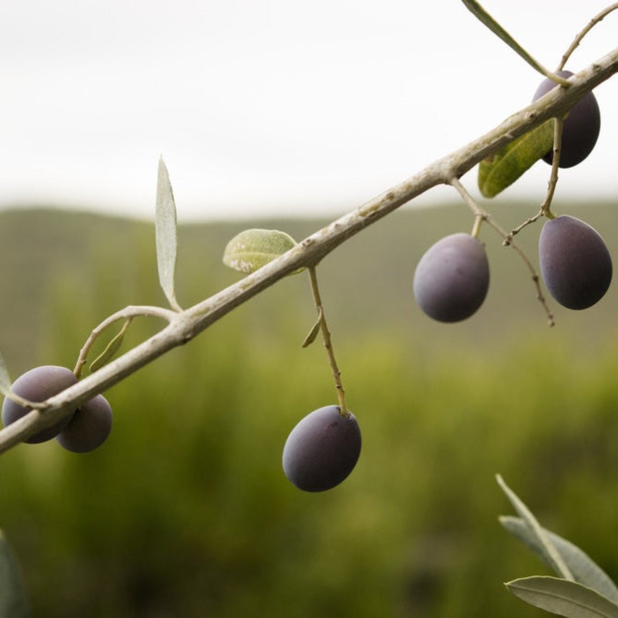 Frantoio Olive Tree live fruit plant