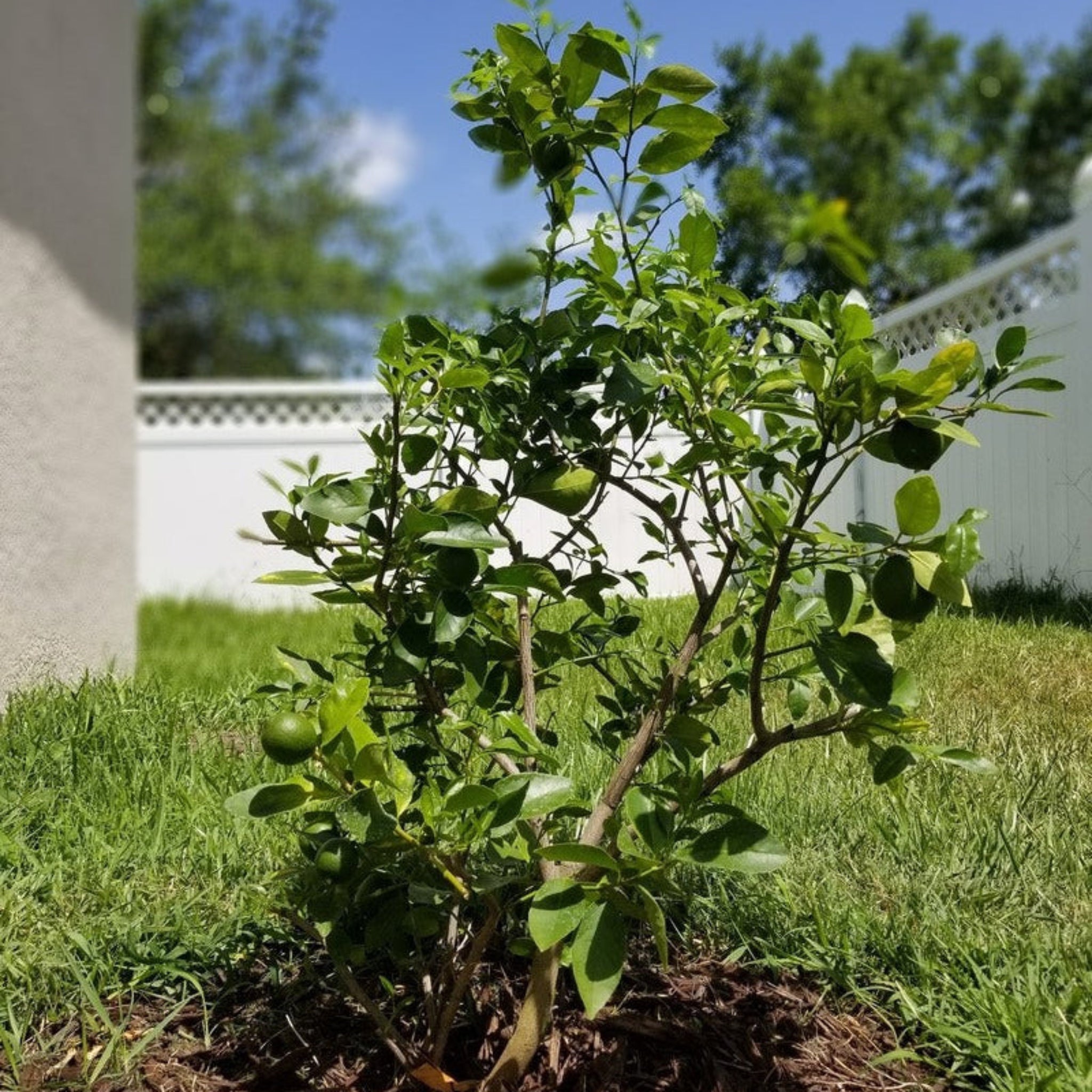 Key Lime Tree (CA) live fruit plant