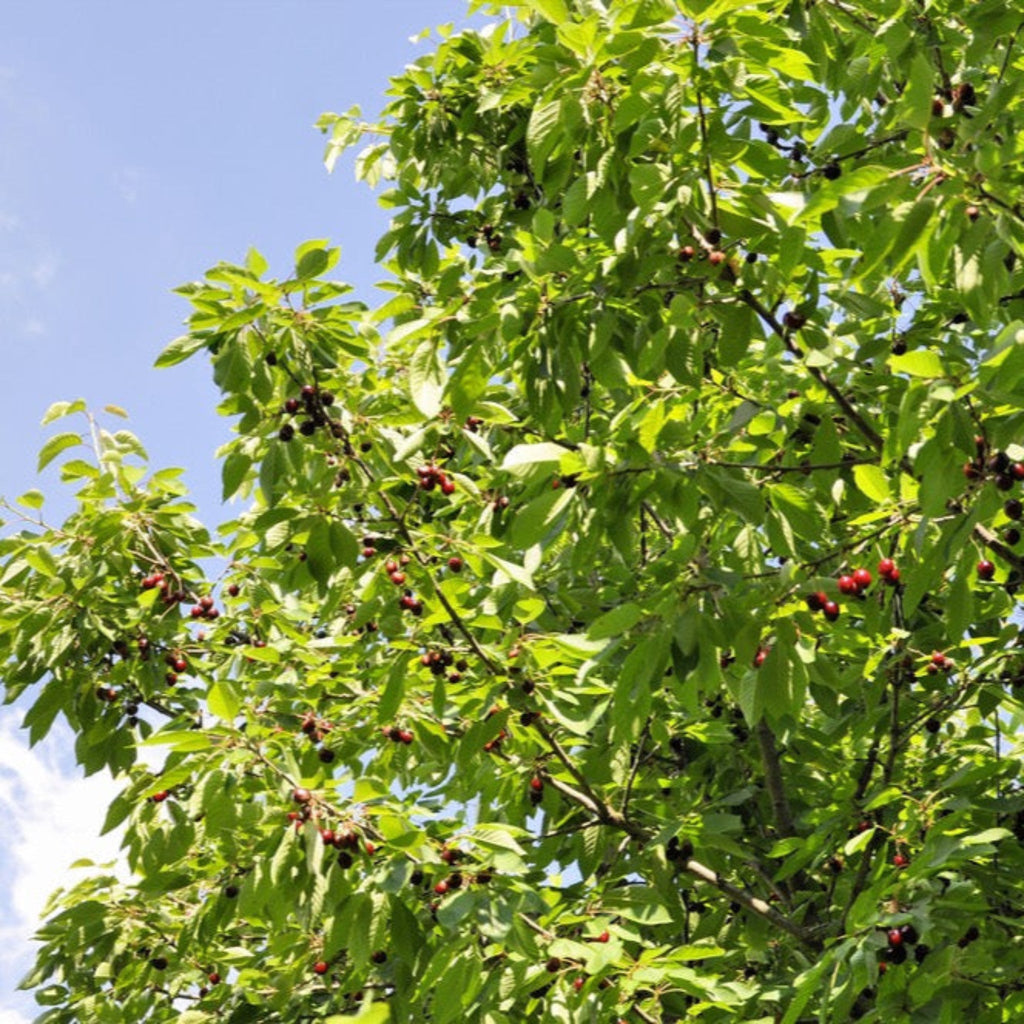 Bing Cherry Tree live fruit plant
