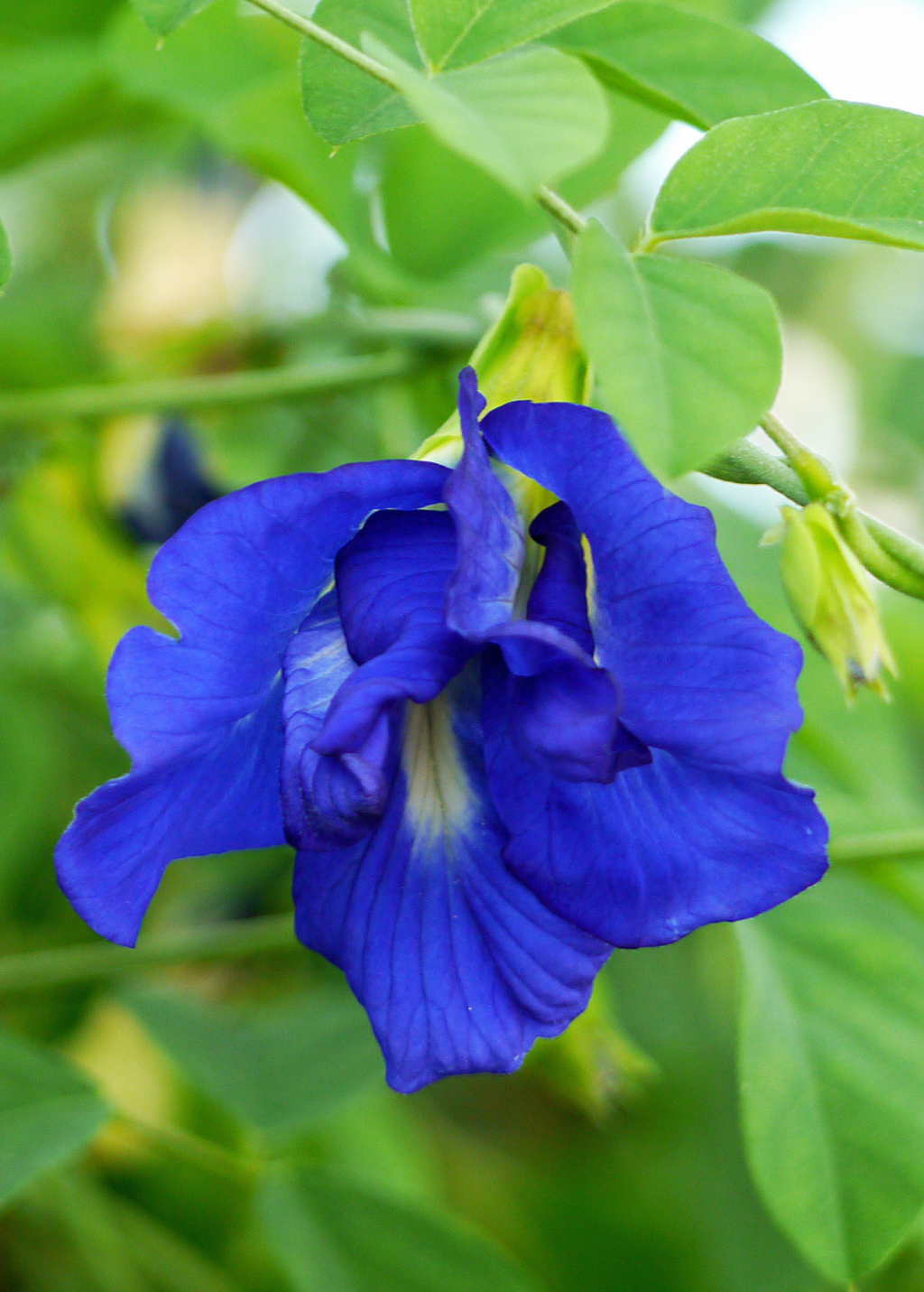 Butterfly Pea (Clitoria ternatea)