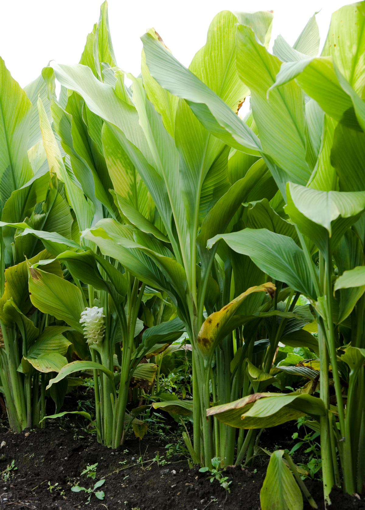 Orange Turmeric Plant — Curcuma longa