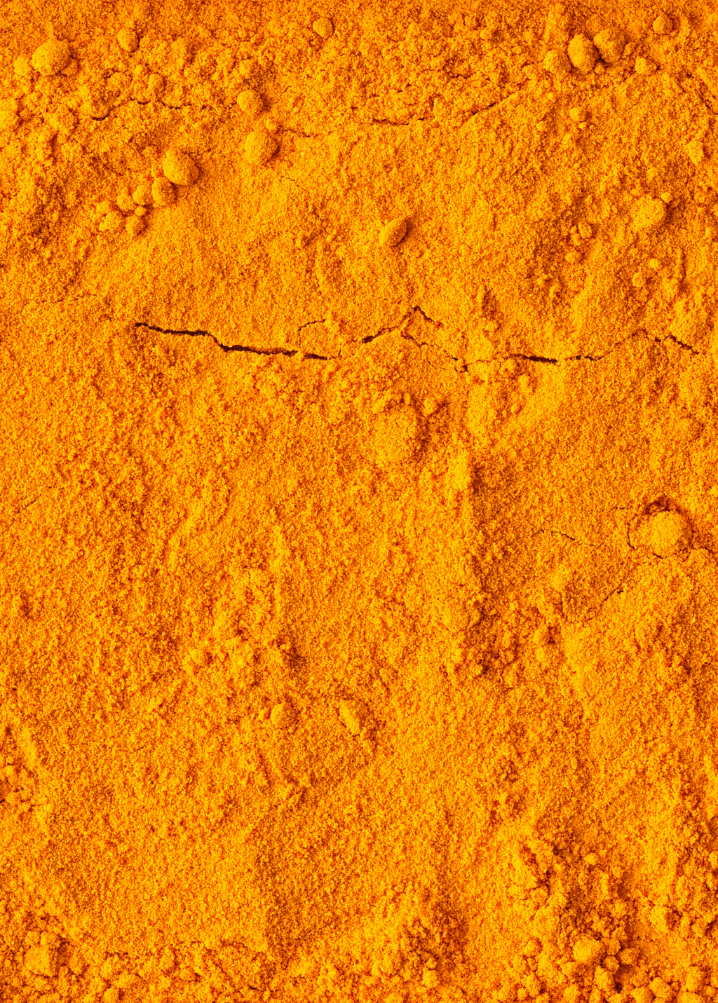 Orange Turmeric Plant — Curcuma longa