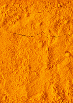 Orange Turmeric Plant — Curcuma longa