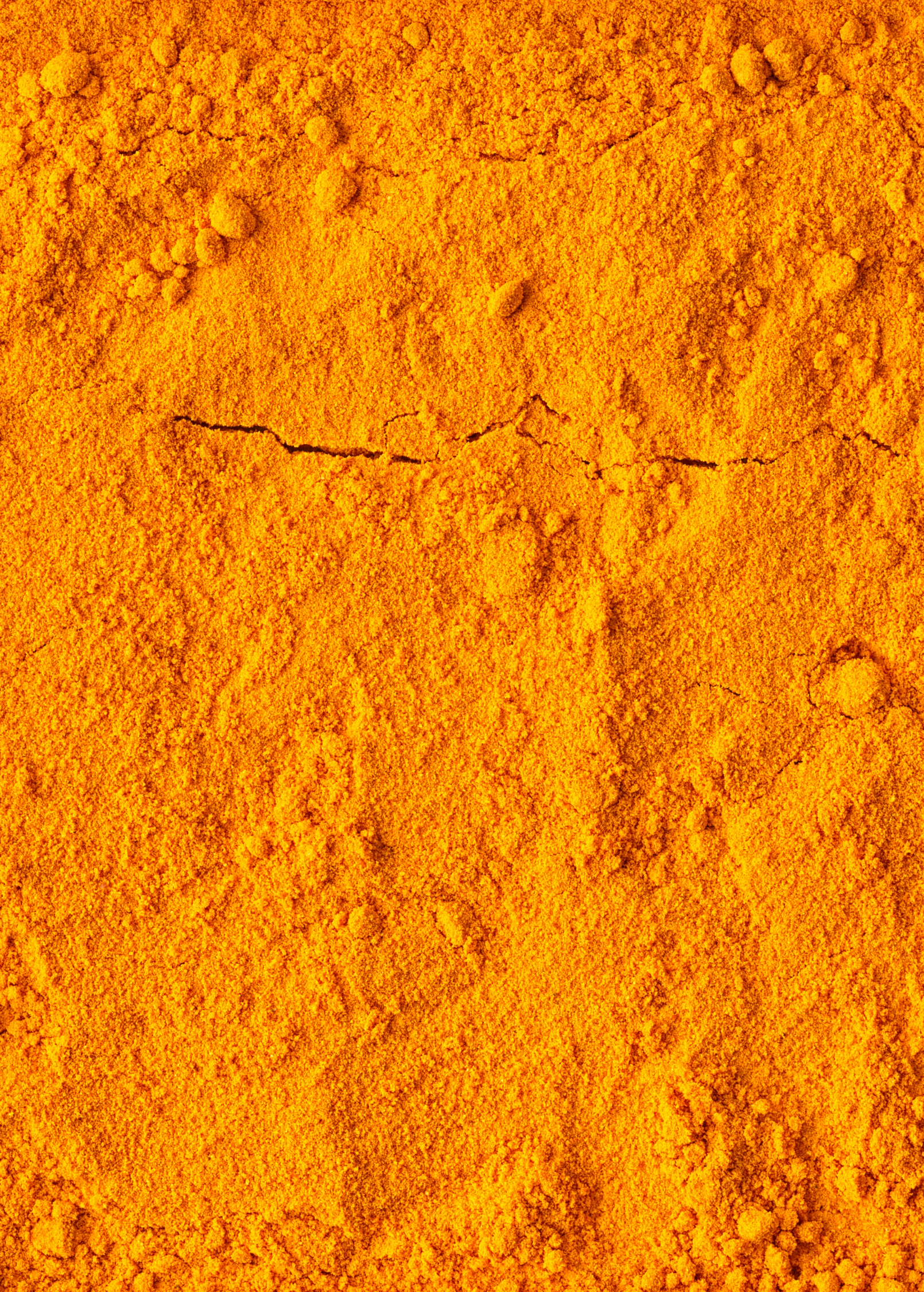 Orange Turmeric Plant — Curcuma longa