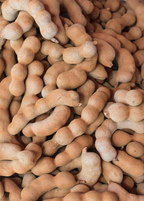 Tart Tamarind Tree — Tamarindus indica