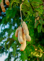 Tart Tamarind Tree — Tamarindus indica