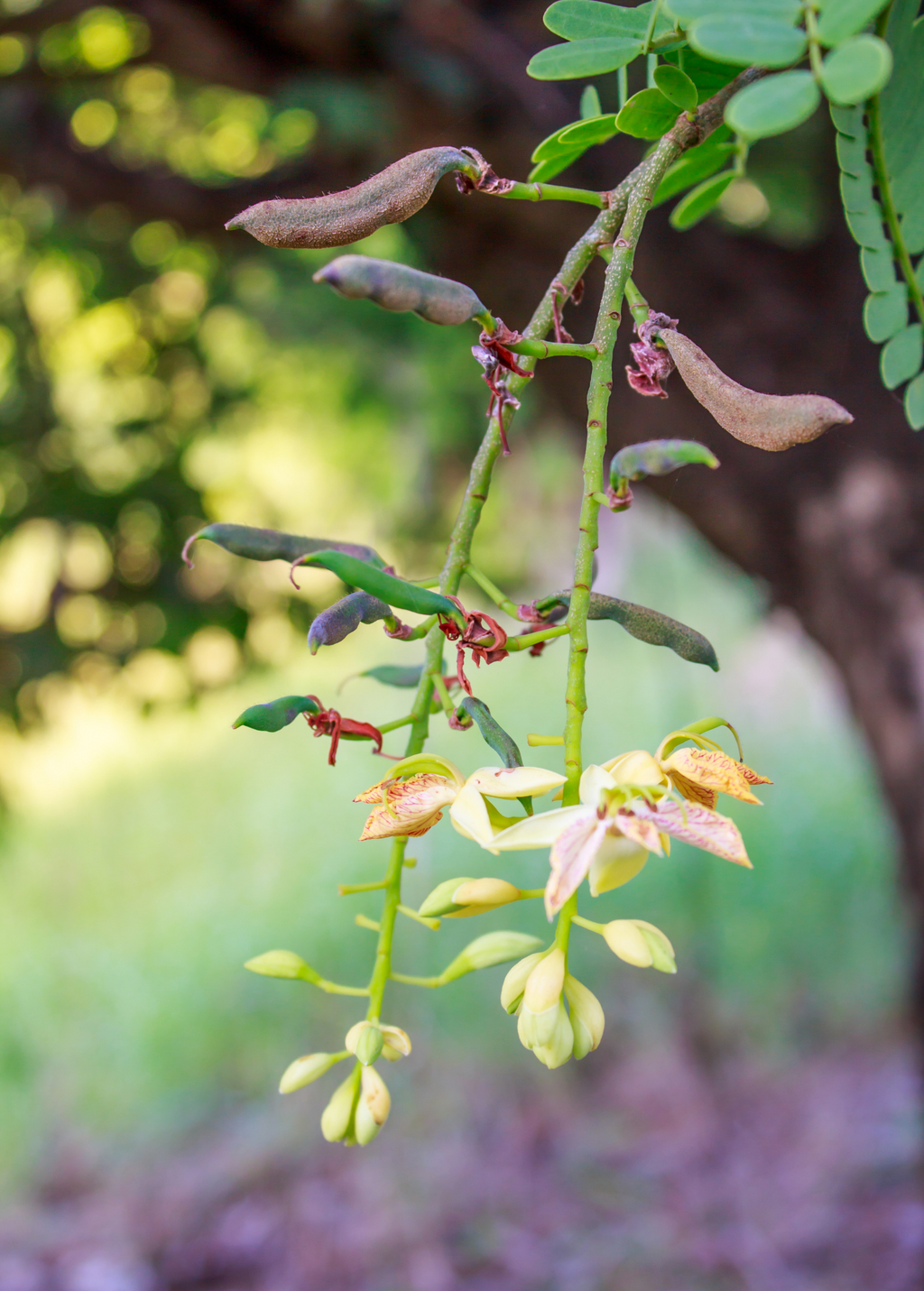 Tart Tamarind Tree — Tamarindus indica