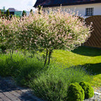 Tri-Color Dappled Willow Tree