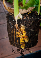 Orange Turmeric Plant — Curcuma longa