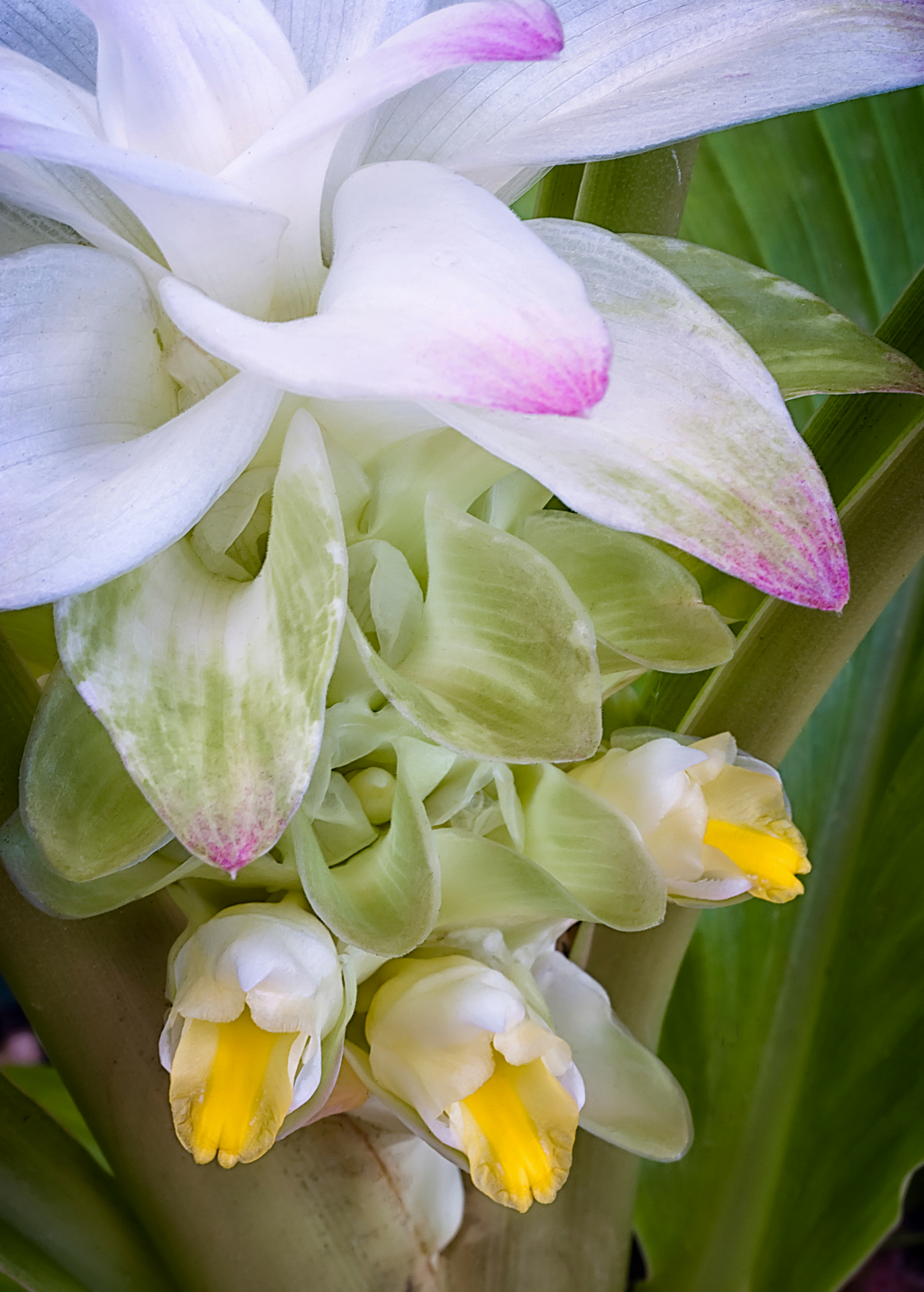 Orange Turmeric Plant — Curcuma longa