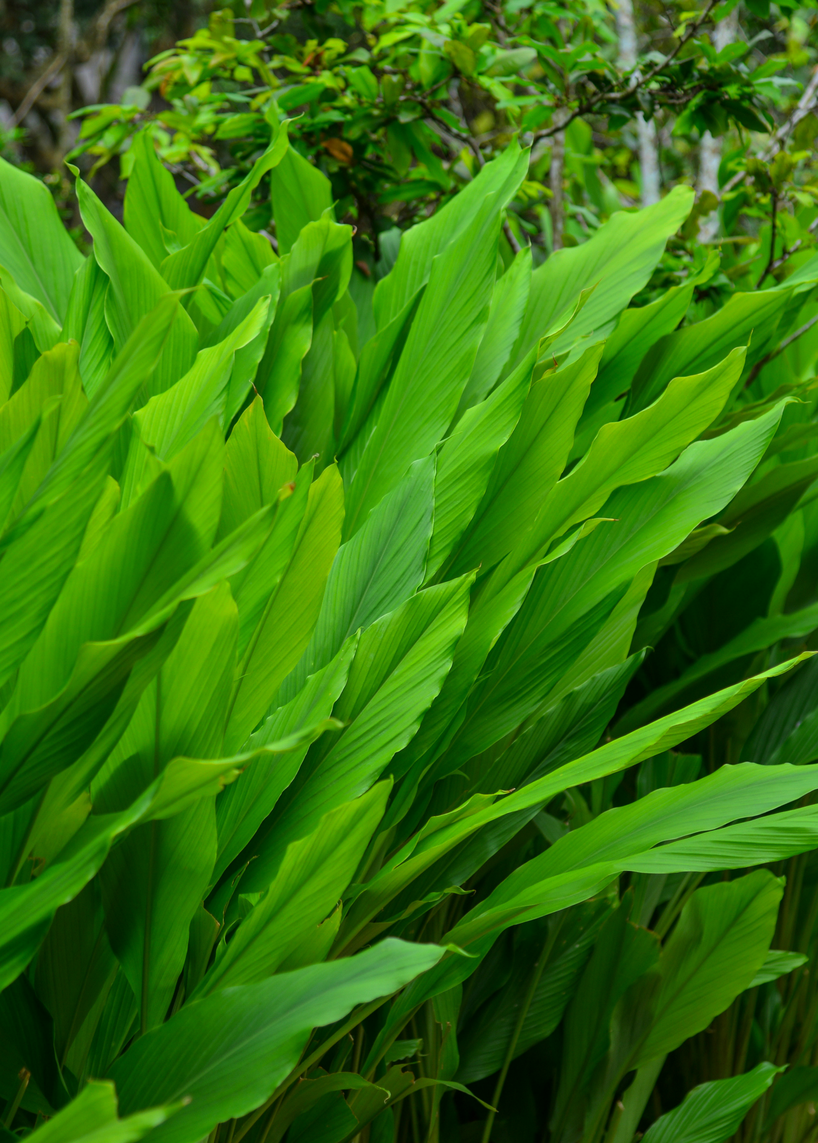 Orange Turmeric Plant — Curcuma longa