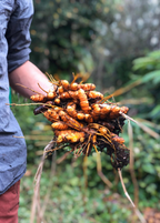 Orange Turmeric Plant — Curcuma longa
