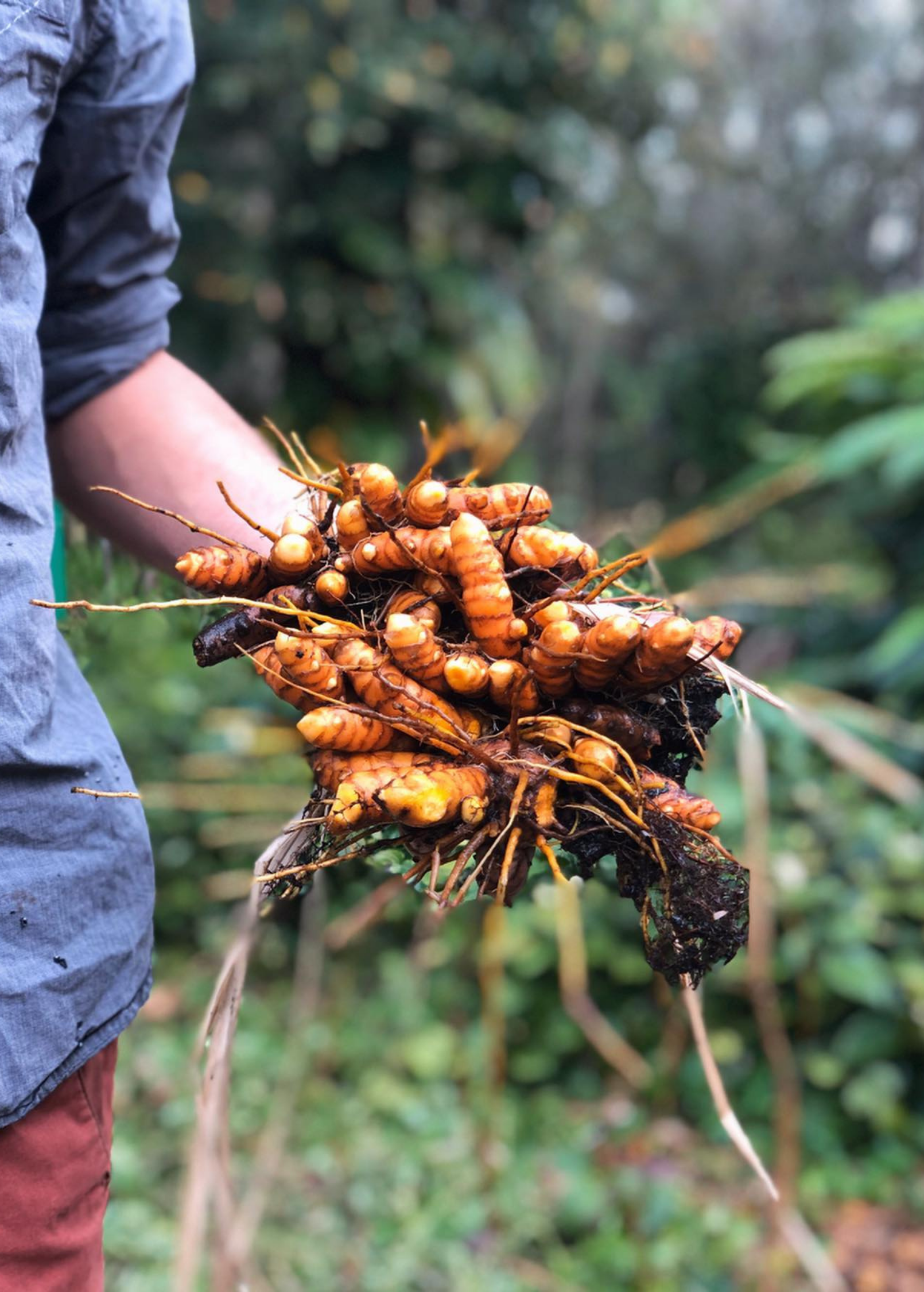 Orange Turmeric Plant — Curcuma longa