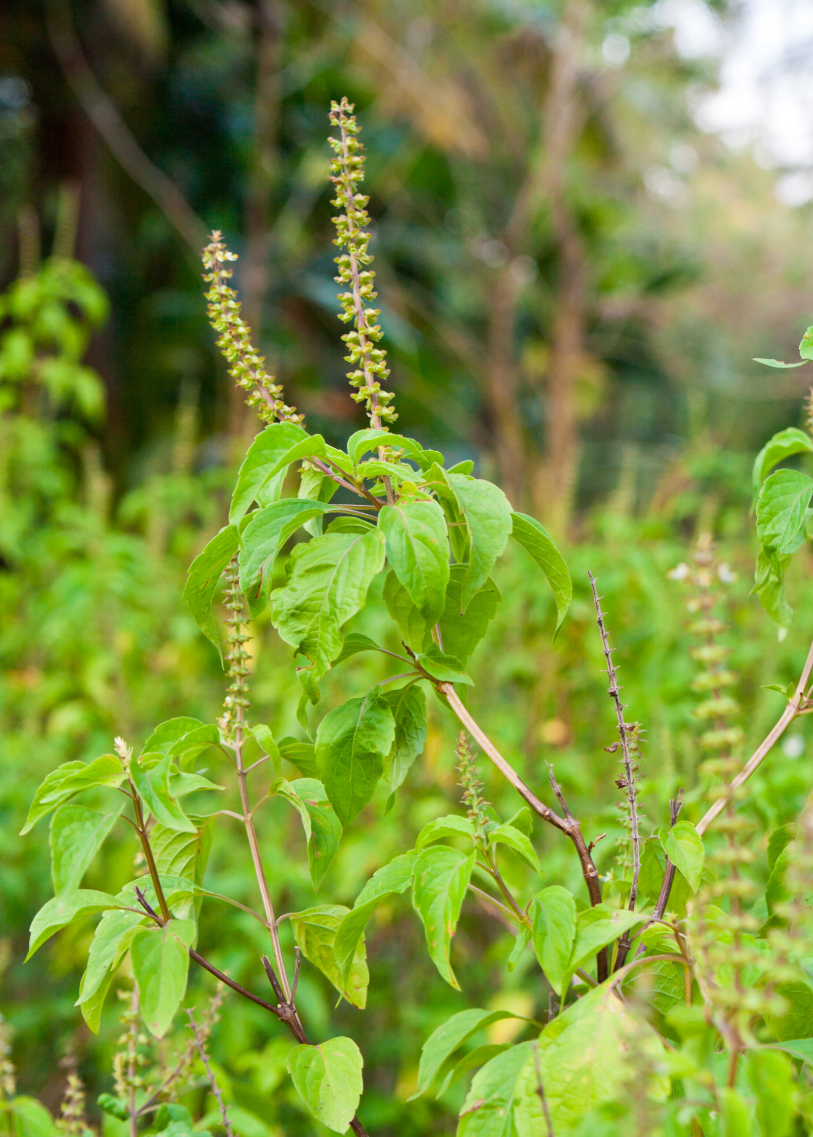 Vana Tulsi — Holy Basil Plant