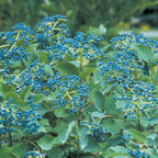 Blue Muffin® Arrowwood Viburnum