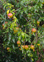 Vietnamese Pink Pomegranate Tree live plant - additional view 2