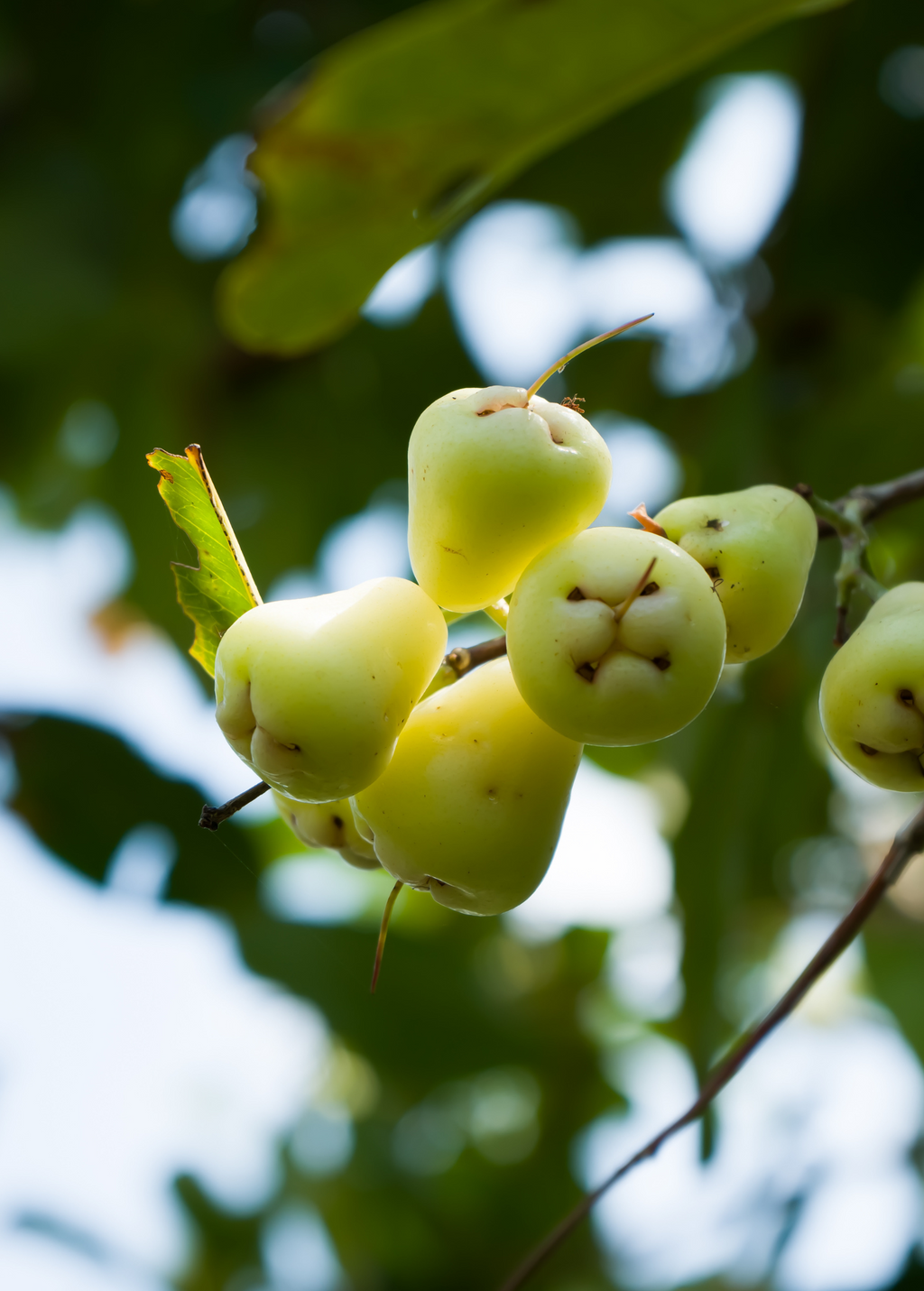 Green Wax Jambu Tree — Java Apple