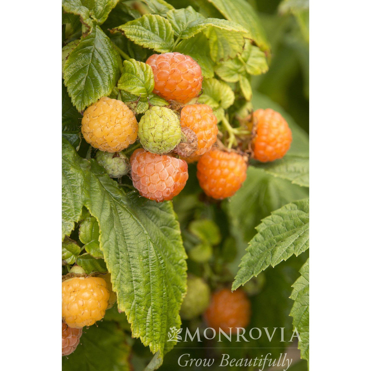 Fall Gold Raspberry live fruit plant