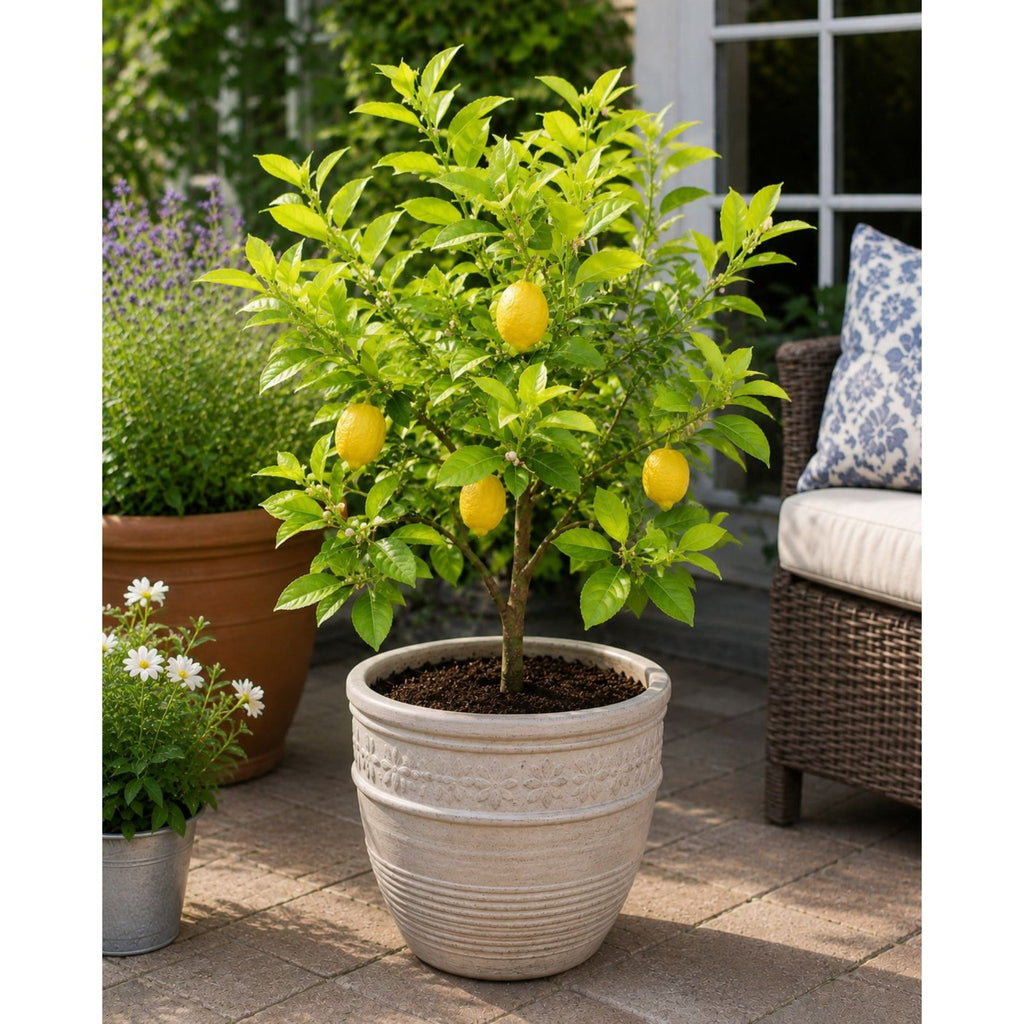 Harvey Lemon Tree (FL) live fruit plant